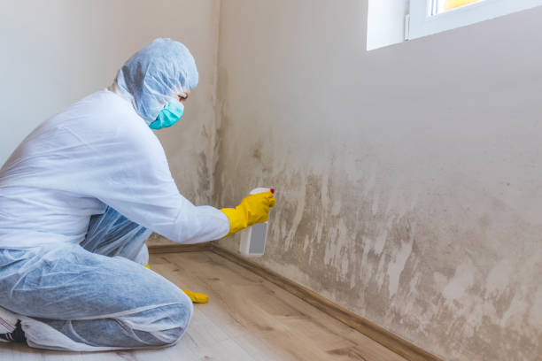Licensed Mold Testing service in Holly Springs, NC - WQB Mold Removal