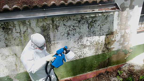 Top rated local Mold Testing specialists in Holly Springs, NC